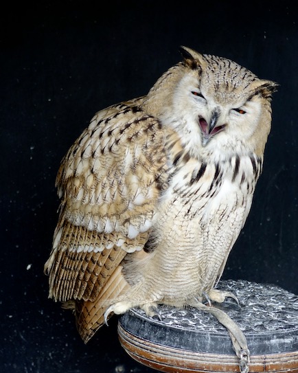 eagle owl
